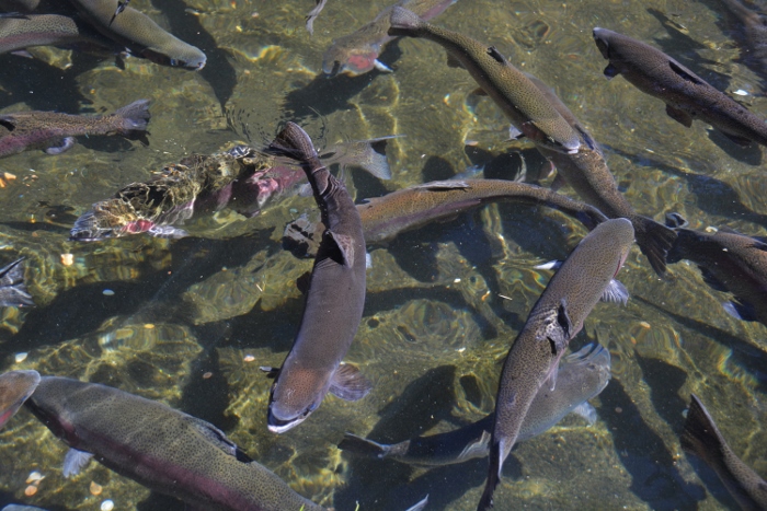 Rainbow trout at the fish hatchery